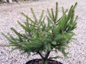 Picea abies 'Procumbens' 